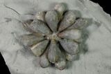 Jurassic Fossil Urchin (Firmacidaris) - Amellago, Morocco #139454-3